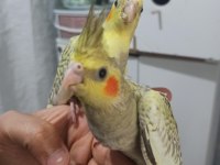 Evcil Ve Eğitimli Pearl Sultan Papağanı Yavruları