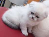 Scottish fold erkek