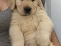 Kaliteli golden retriever yavrular
