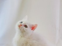 Farklı Gözlere Sahip Beyaz British Shorthair