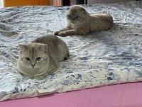 2 aylık dişi scottish straight