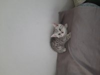 Bayram şekerleri scottish fold