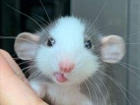 Rat Dumbo Rat Yavrular ve Malzemeleri Adrese Teslim Var