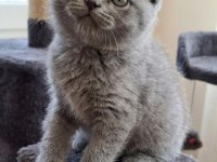 Yeni Yuvasına Hazır Scottish Fold