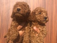 Toy Poodle Yavrularımız