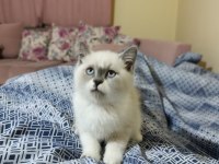 British shorthair kedim