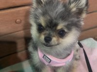 Pomeranian Boo Uyguna Vereceğim