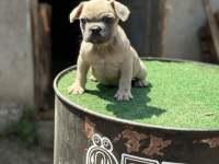 Mükemmel anatomi de french bulldog yavrularımız
