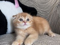 DAHA GÜZEL KEDİLER DOĞMADI