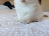 BRİTİSH LONGHAİR KEDİSİ