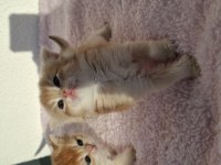 Safkan british longhair ve shorthair yavrular