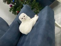 Ücretsiz iyi bakabilecek bir aileye scottish fold