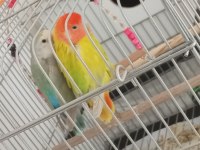 Yumurta Yakın Olan Sevda Papağanları