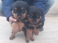 2 aylık Rottweiler
