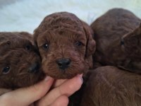 Kore Toy Poodle
