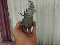 Acil sahiplendirme yavru kuşlar