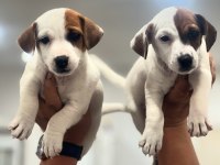 Jack Russel Terrier yavrular