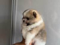 2 erkek ve 1 dişi yavru pomeranian