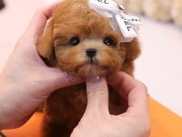 Toy Poodle Yavrularım