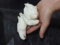 Yerli üretim bebek albino cennet papağanları