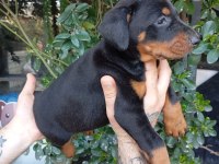 IRK VE SAĞLIK GARANTİ SAF KAN DOBERMAN YAVRULARIMIZ