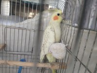 Ele alışık sultan papağanı