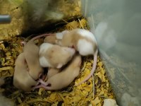RAT YAVRULARI