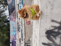 Pomeranian boo 4 yaşında