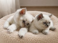 Tatlı british shorthair kardeşler sahiplerini bekliyor