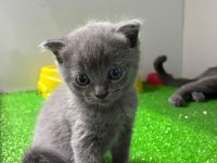 Irk Ve Sağlık Garantili Scottish Fold