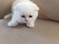 Karbeyaz Ns11 Scottish Fold Yavrusu