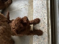Toy poodle yavrular 3 aylık