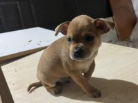 Acil yuva aranıyor minyatür pinscher şivava