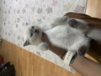British yavru kedi