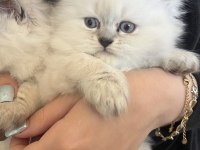 British longhair cins kedimiz erkek