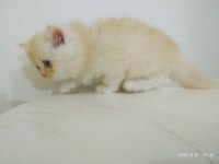 1 dişi ve 2 erkek british longhair yavrularımız uygun puana