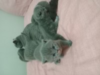 Kendi canı gibi sevenlere british shorthair