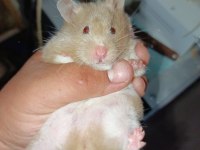 YUMUŞACIK DİŞİ 2 ADET ÇOK SEVİMLİ ELE ALIŞIK HAMSTER
