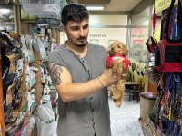 30 cm altı garantili toy poodle