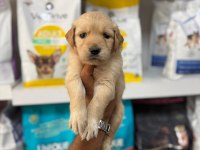Golden Retriever Yavruları