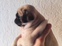 Yavru Pug Köpekler