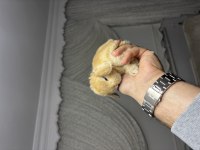 Veteriner Hekimden Hollanda lop mini lop ve cüce tavsan