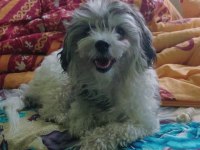 Uyguna Dişi Terrier