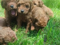Yavru toy poodle