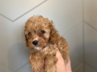 Toy poodle