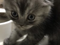 Sağlıklı scottish fold bebişler