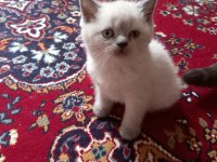 BRİTİSH SHORTHAİR DİŞİ YAVRU OYUNCU CANA YAKIN