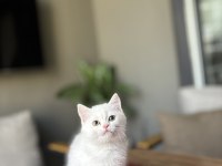 Beyaz Brıtısh Shorthair Yavrularım