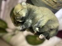 Pomeranian boo 6 adet yavru 4 erkek 2 dişi