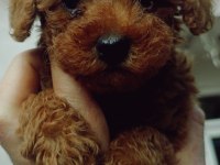 Toy poodle red brown dişi